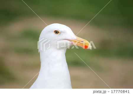 カモメ 17770841