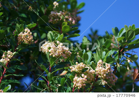 苺の木　イチゴノキと申します。木苺とは違います。 17770946