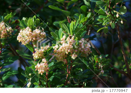 苺の木　イチゴノキと申します。木苺とは違います。 17770947