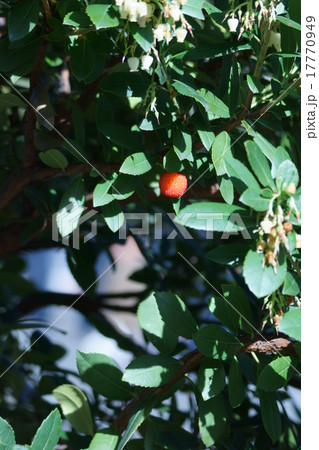 苺の木　木苺とは違います。どちらかと言うと山桃に似ています。 17770949