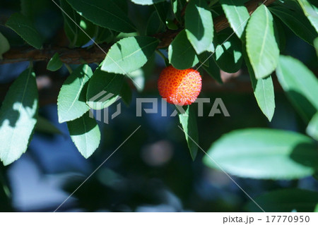 苺の木　木苺とは違います。どちらかと言うと山桃に似ています。 17770950