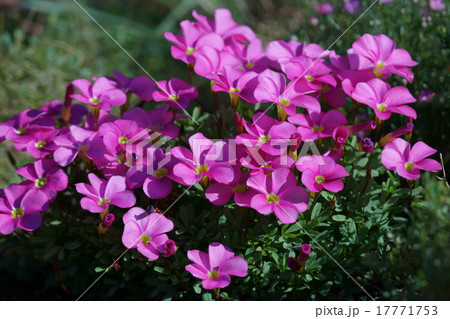 木立花酢漿草　オキザリス・ヒルタと呼ばれています。 17771753