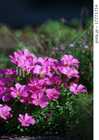 木立花酢漿草 オキザリス・ヒルタと呼ばれています。 木立花酢漿草 オキザリス・ヒルタと呼ばれています。 17771754