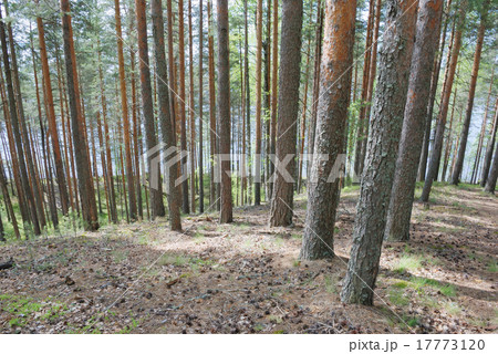 pine wood pine wood 17773120