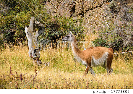 Torres del Paine National Park, Chile 17773305