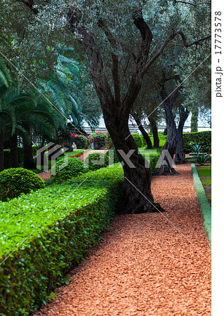 Several flat bushes Several flat bushes 17773578