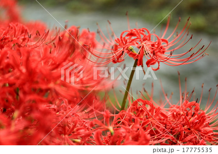 川沿いに咲く彼岸花 17775535