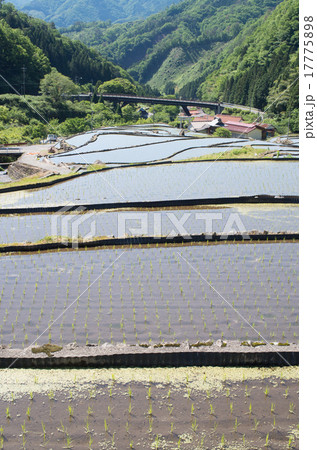 島根大井谷の棚田の風景 島根大井谷の棚田の風景 17775898