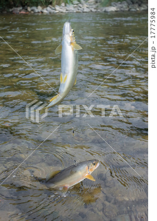 鮎の友釣り 17775984