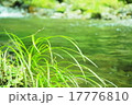 川の草 17776810