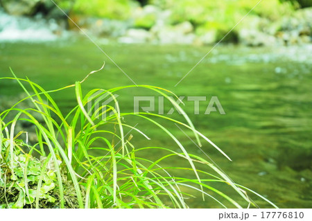 川の草 川の草 17776810