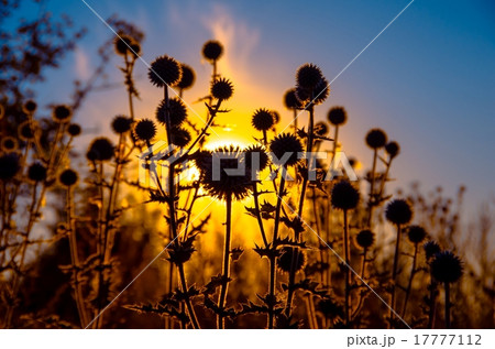 Green field prickly purple plant Green field prickly purple plant 17777112