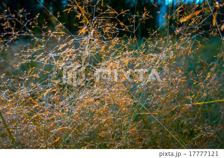 Beautiful yellow grass Beautiful yellow grass 17777121