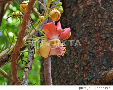 Cannonball Tree Cannonball Tree 17777397