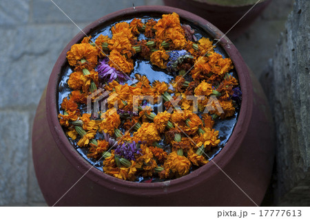 水に浮かぶ花 17777613