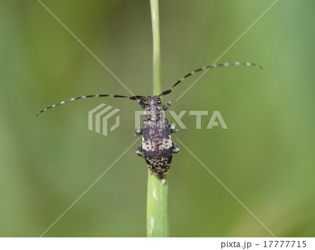 Longhorn beetle, Leiopus nebulosus 17777715
