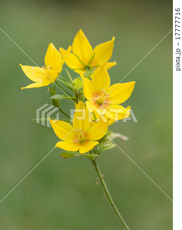 Spotted loosestrife - Lysimachia punctata Spotted loosestrife - Lysimachia punctata 17777716