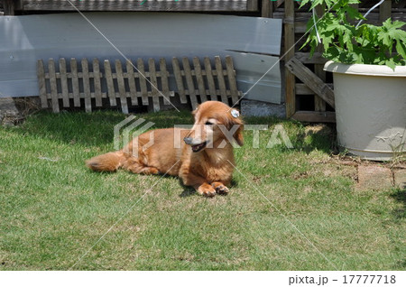 ミニチュアダックスの写真 17777718