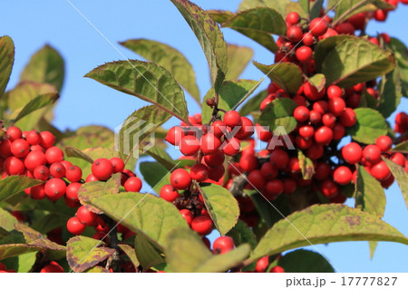 ウメモドキの実 17777827