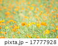 コスモス 17777928