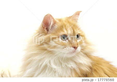 cat on the white background cat on the white background 17778560