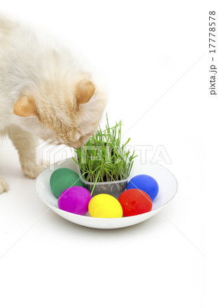 cat on the white background cat on the white background 17778578