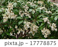 アセビの花 17778875