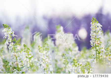 white flowers shallow DOF 17779430