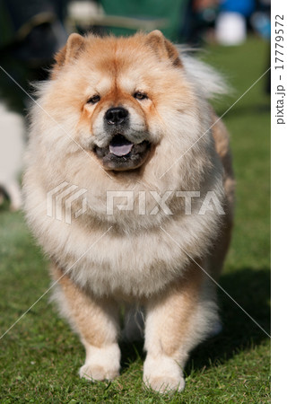 chow chow 17779572