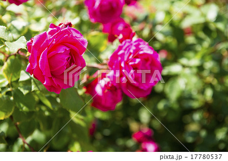 バラ園（アデレイド フッドレス） 17780537