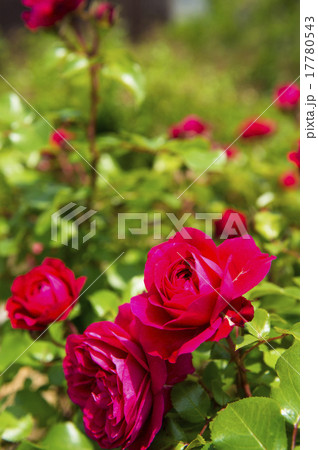 バラ園(レッド レオナルド ダ ヴィンチ) バラ園(レッド レオナルド ダ ヴィンチ) 17780543