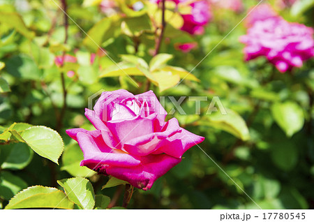 バラ園(アカペラ) バラ園(アカペラ) 17780545