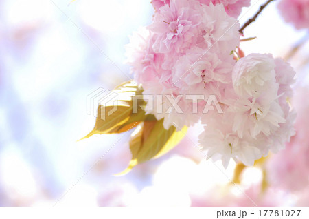 牡丹桜 17781027