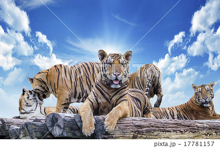Tiger Tiger 17781157