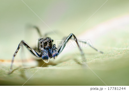 Phintella Jumping Spider 17781244