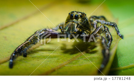 A male Heavy Jumper (Hyllus) 17781248