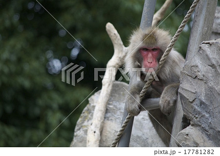 ニホンザル 17781282
