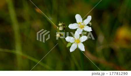 イワイチョウ イワイチョウ 17781290