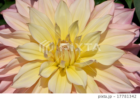 ダリアの花のクローズアップ 17781342