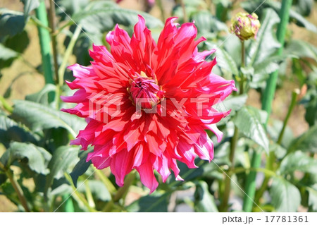 ダリアの花のクローズアップ 17781361