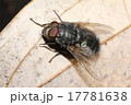 オオクロバエ 17781638