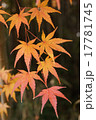 モミジの紅葉 17781745