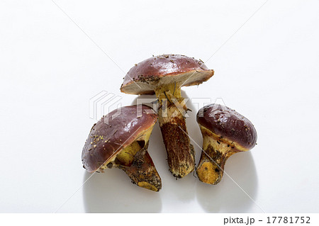 ハナイグチ 17781752