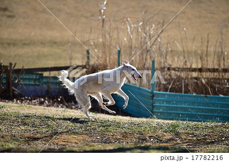 ﾎﾞﾙｿﾞｲ 17782216