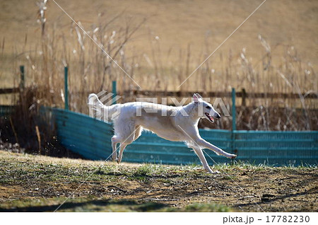 ﾎﾞﾙｿﾞｲ 17782230