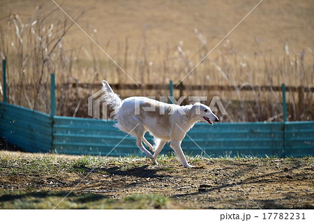 ﾎﾞﾙｿﾞｲ 17782231