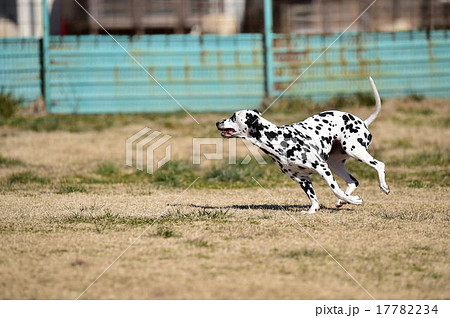 ダルメシアン 17782234