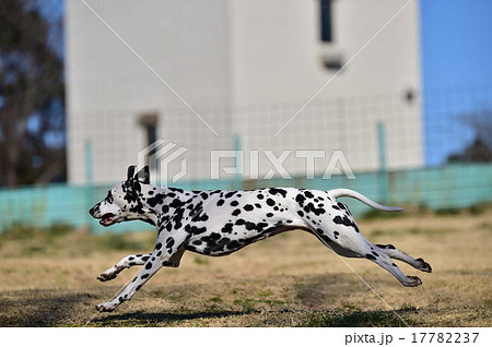 ダルメシアン 17782237