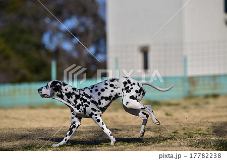 ダルメシアン 17782238