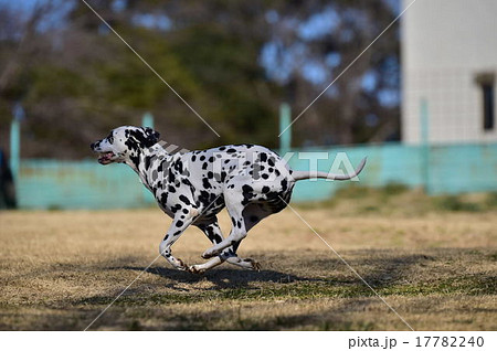 ダルメシアン 17782240